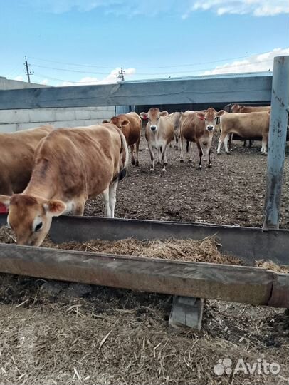 Коровы и телки