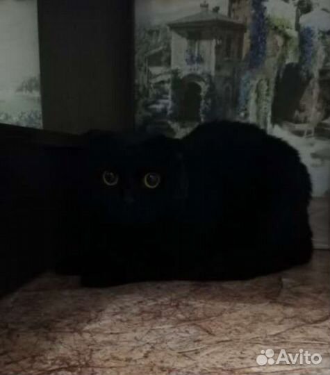 Шотландский вислоухий кот ищет дом