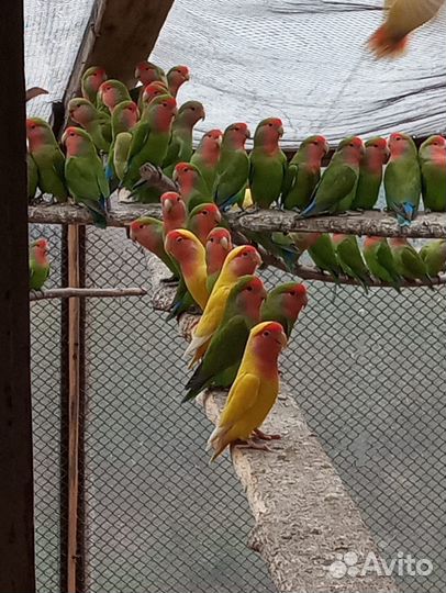 Попугаи неразлучники