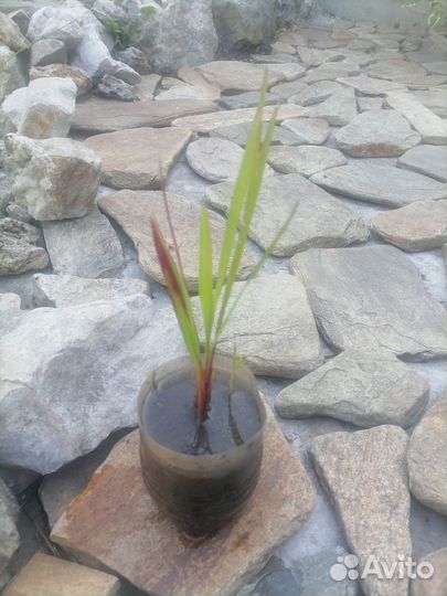 Растения для пруда и каллы