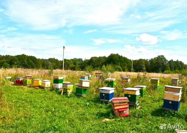 2024 Мед натуральный алтайский опт