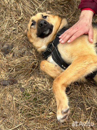 Подросток Бублик грустит в приюте