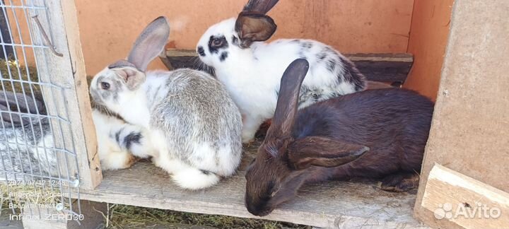 Кролики мясных пород