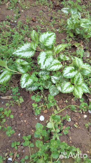 Зеленчук.Почвопокровник