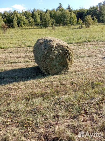 Сено в рулонах