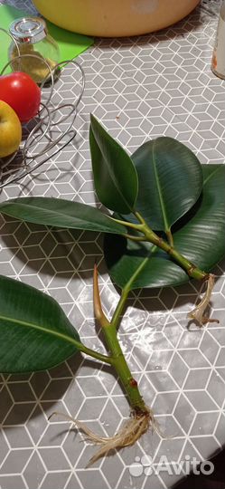 Отростки фикуса каучуконосного