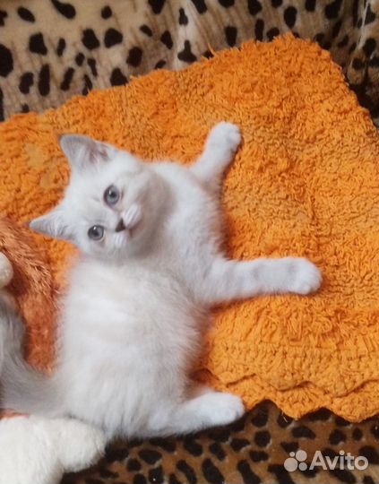 Шотландские котята