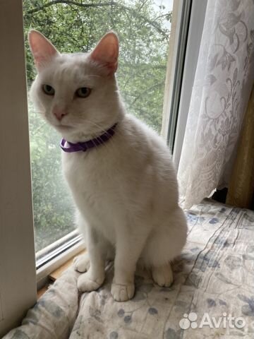 Котик Снежок