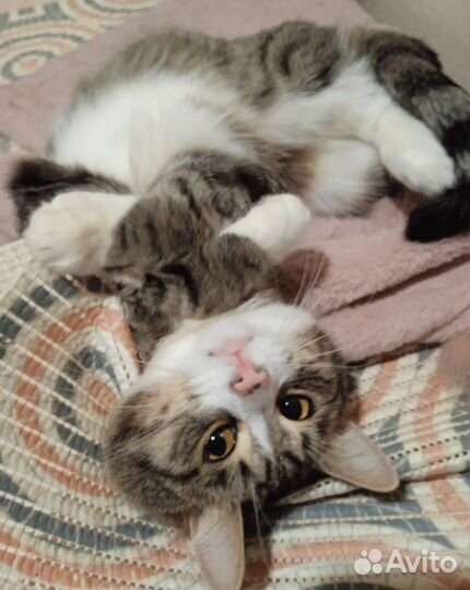 Ласковый кот