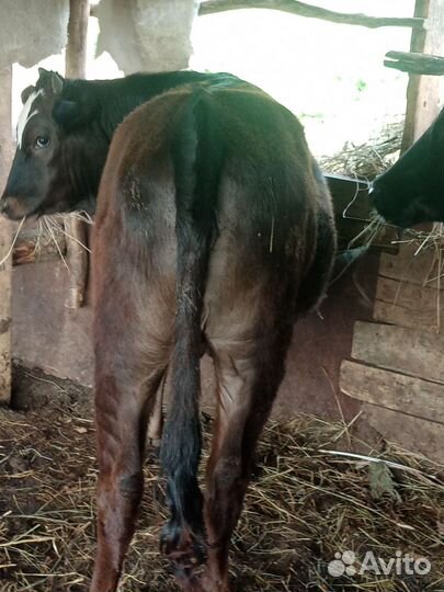 Тёлки на откорме