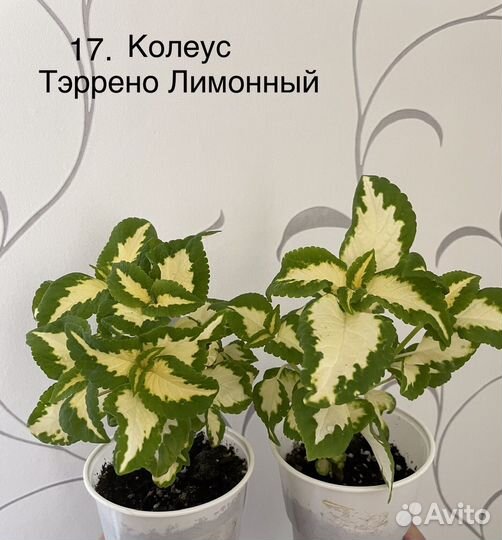 Колеусы более 45 сортов