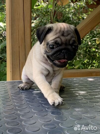Мопс девочка РКФ
