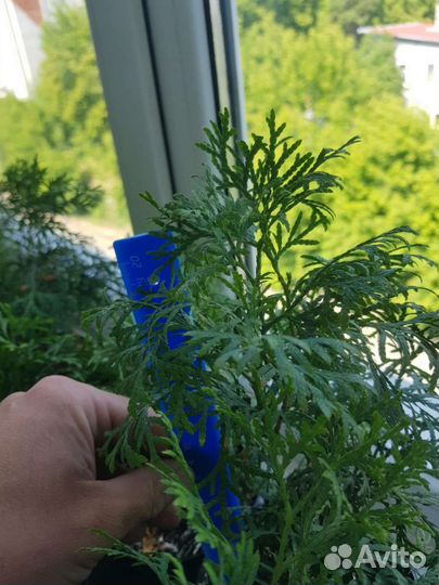 Туя Смарагд (Smaragd)