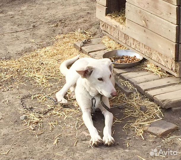 Собака в добрые руки