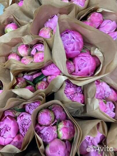 Пионы опт розница букет