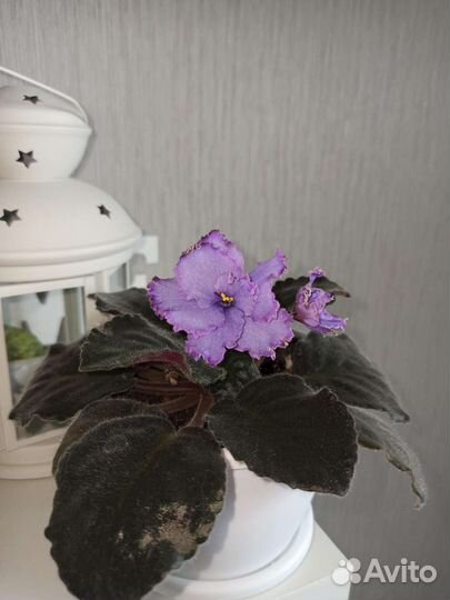 Фиалка Голубой дракон