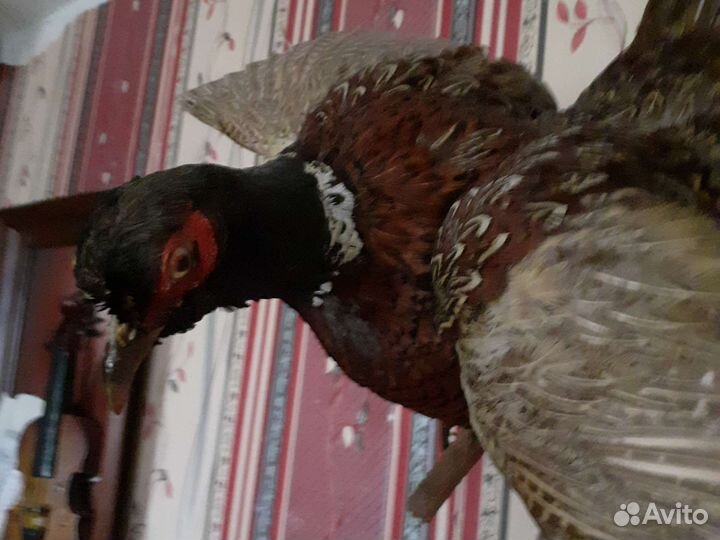 Чучело птиц