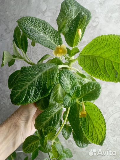 Эписция - светящийся цветок