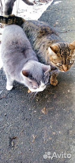 Кошка Василиса