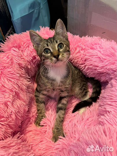 Котенок мальчик 3 мес