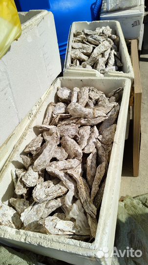 Створки дальневосточной устрицы