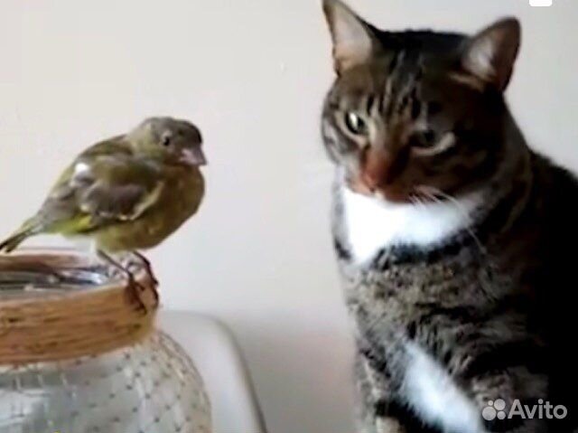 Символ года