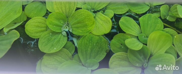 Аквариумные растения