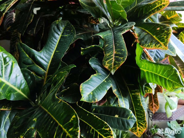 Кактусы, мамилярия, гимнокалициум, кротон