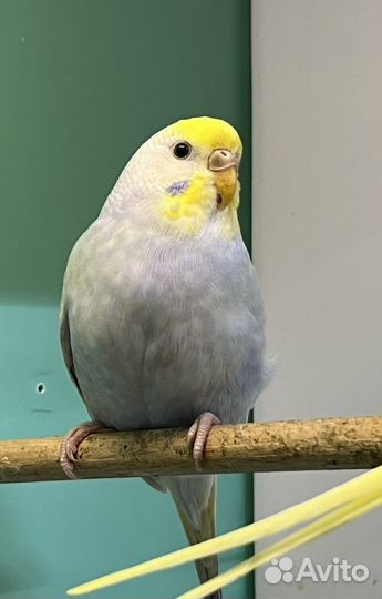 Волнистые попугаи девочки радужные пинто