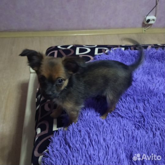 Щенок чихуахуа мальчик
