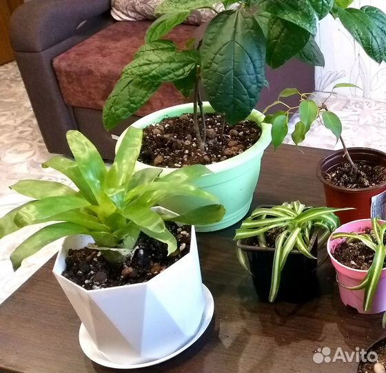 Комнатные растения цветы