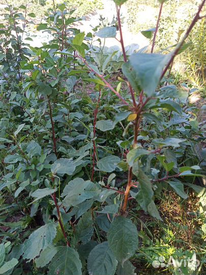 Саженцы вишни черной, сливы жёлтой, чернослив