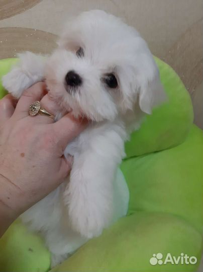 Мальтийская болонка. Мальтезе. Щенки. Мини. Микро
