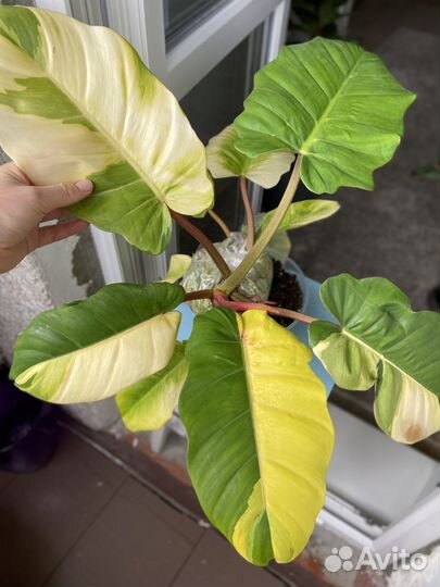 Филодендрон пин тонг