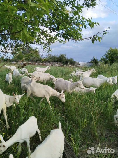 Козий Сыр’Ок