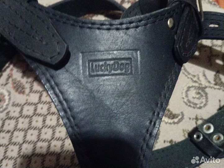 Шлейка для собаки