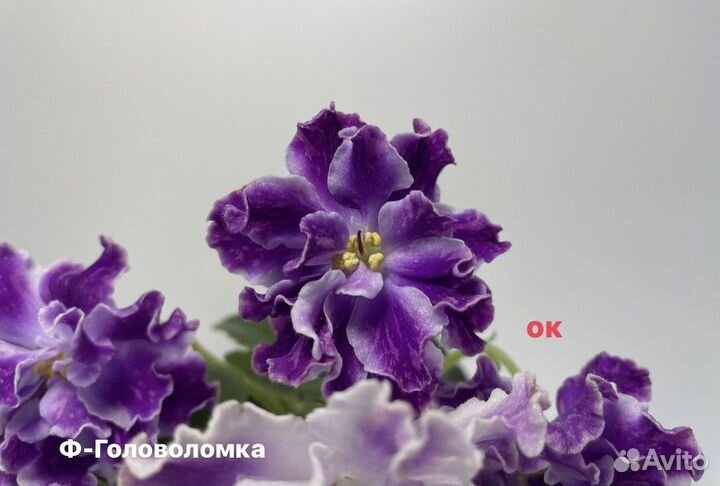 Фиалка сартовая детки