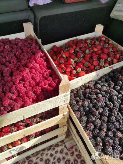 Клубника,малина ягода сКиргизии 10.07