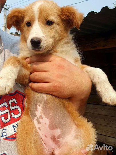 Собака в добрые руки отдам бесплатно