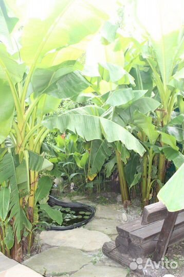 Гостевой дом с бассейном лазаревское