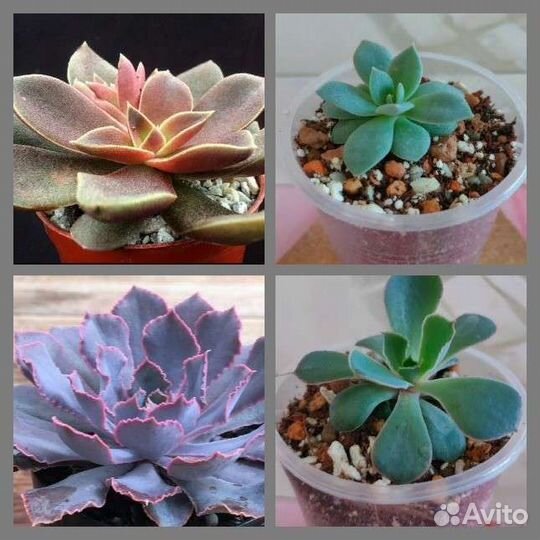 Суккуленты. Укорененные черенки