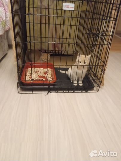 Спасенные котята