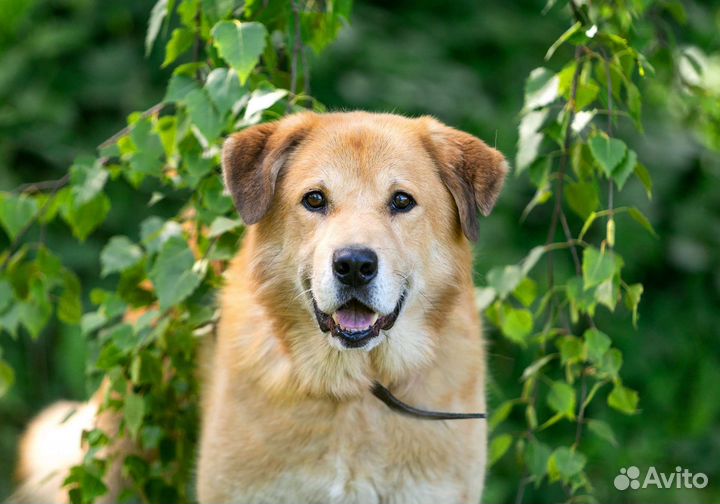 Понимающий пес вас с полуслова