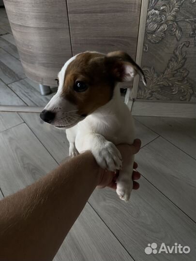 Щенок джек рассел