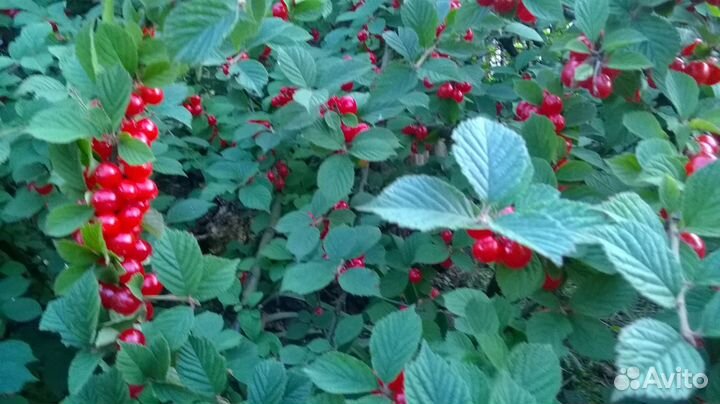 Вишня войлочная