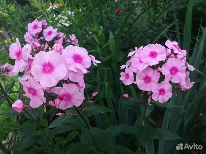 Многолетники цветущие