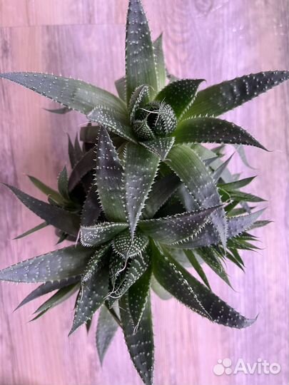 Комнатные цветы алоэ