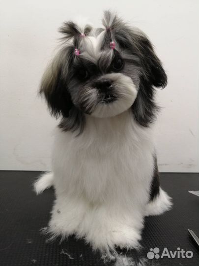 Груминг собак