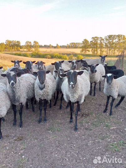 Молодые бараны и овцы