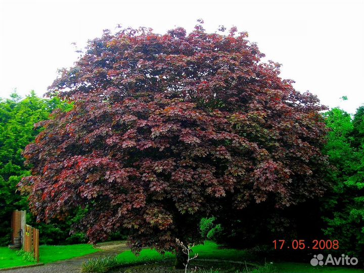 Клен остролистный Роял Ред